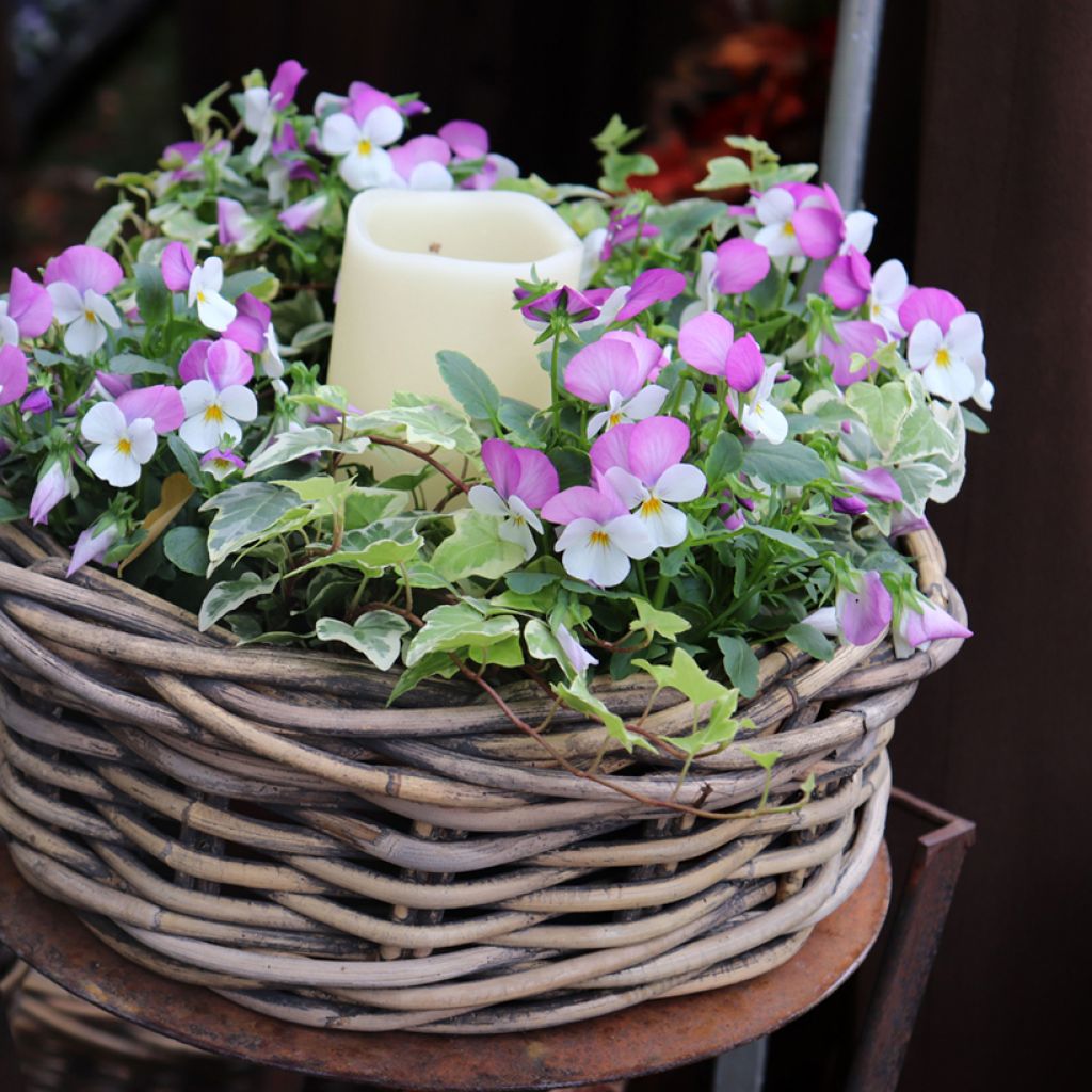 Viola hederacea - Klimopviooltje