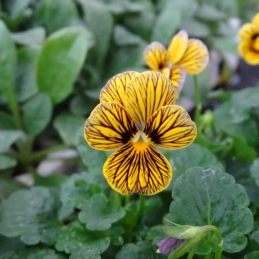 Violette cornue Butterfly Tiger Eyes en mini-mottes - Viola cornuta