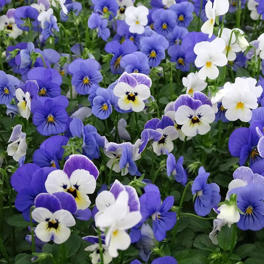 Viola cornuta Sorbet XP Blueberry Sundae Mix - Hoornviooltje