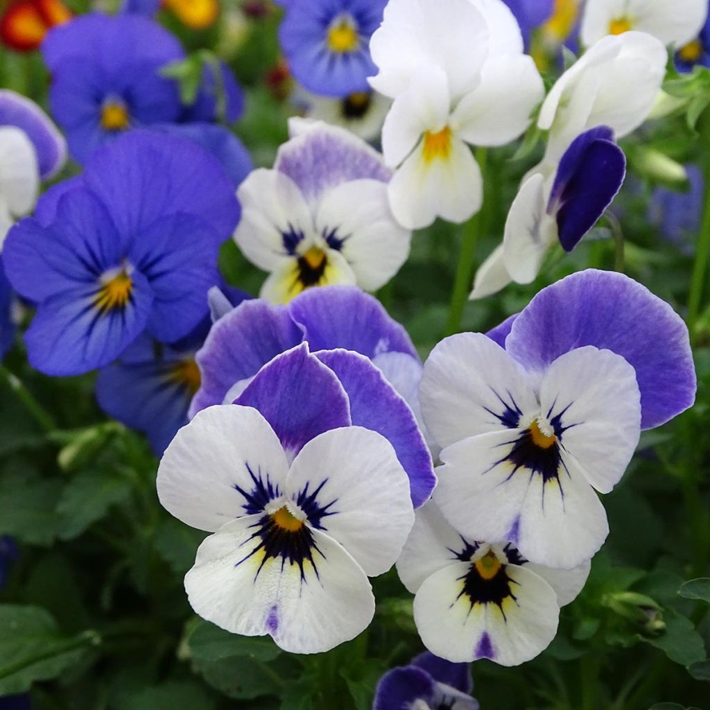 Viola cornuta Sorbet XP Blueberry Sundae Mix - Hoornviooltje