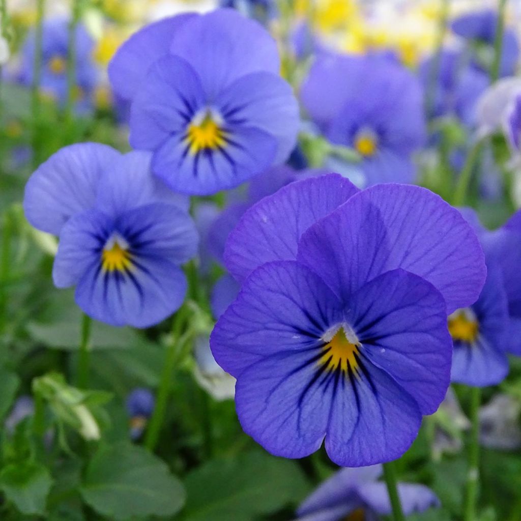 Viola cornuta Sorbet XP Blueberry Sundae Mix - Hoornviooltje