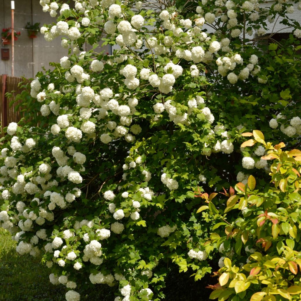 Viburnum opulus Roseum - Gelderse roos