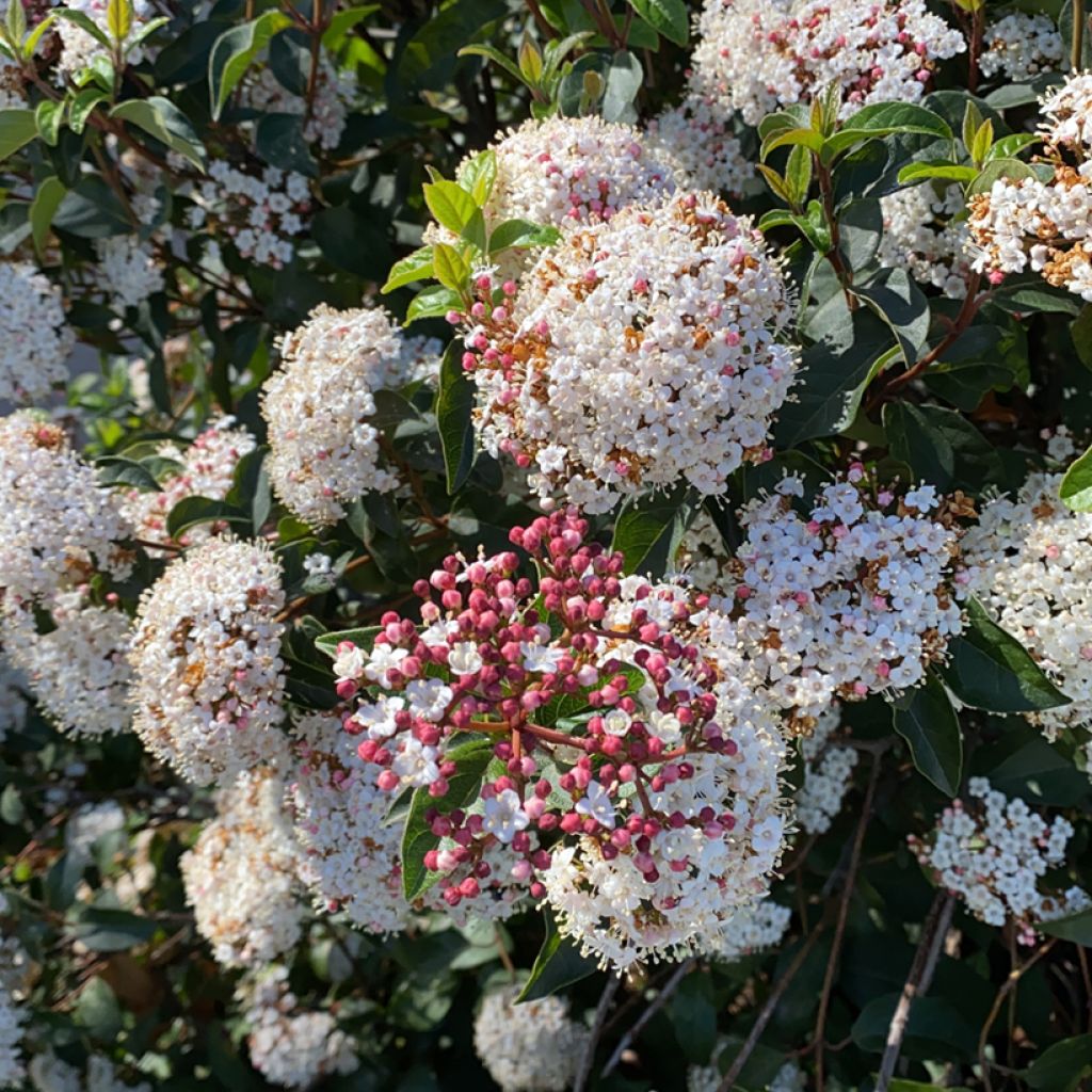 Viburnum tinus - Lauriersneeuwbal