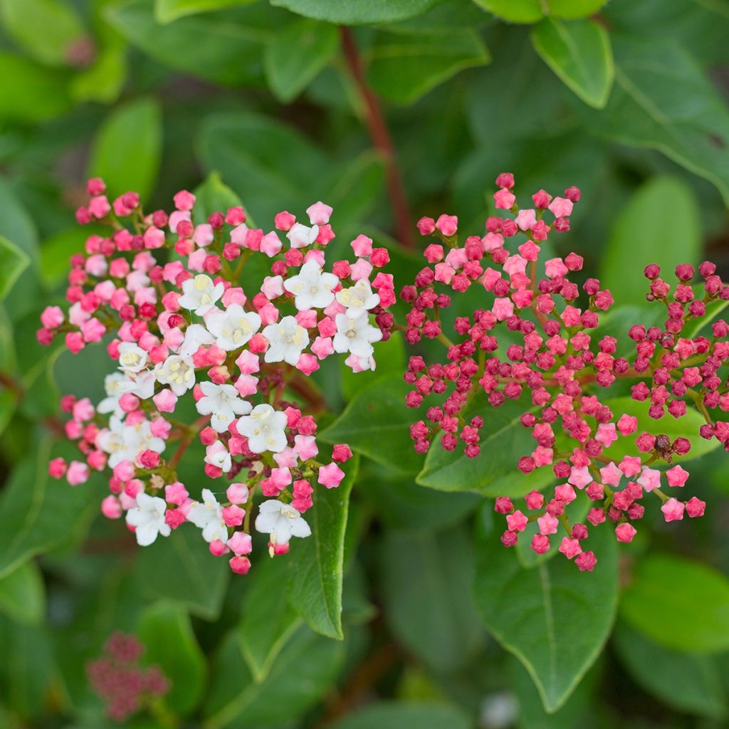 Viburnum tinus Gwenllian - Lauriersneeuwbal