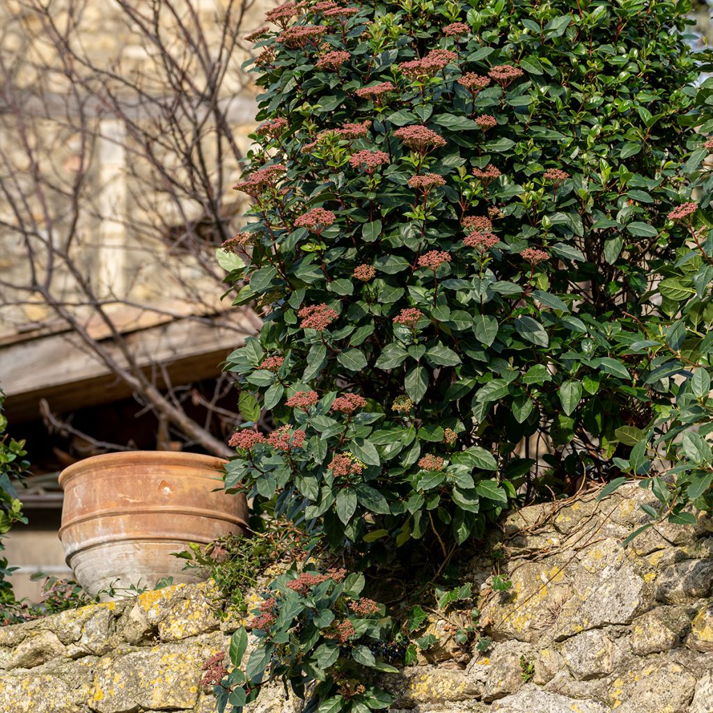 Viburnum tinus Gwenllian - Lauriersneeuwbal