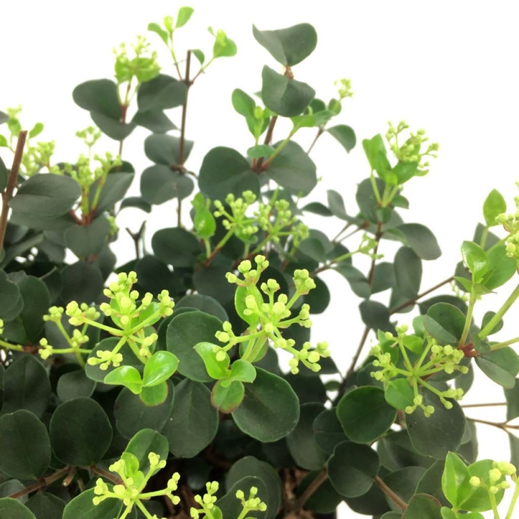 Viburnum Fairy Stars - Sneeuwbal