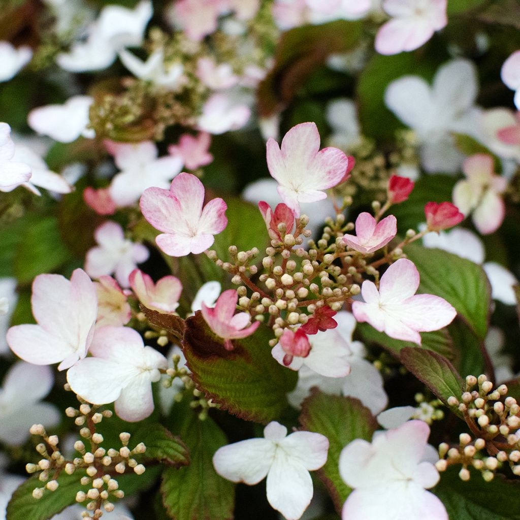 Viburnum plicatum Pinkawai - Japanse sneeuwbal