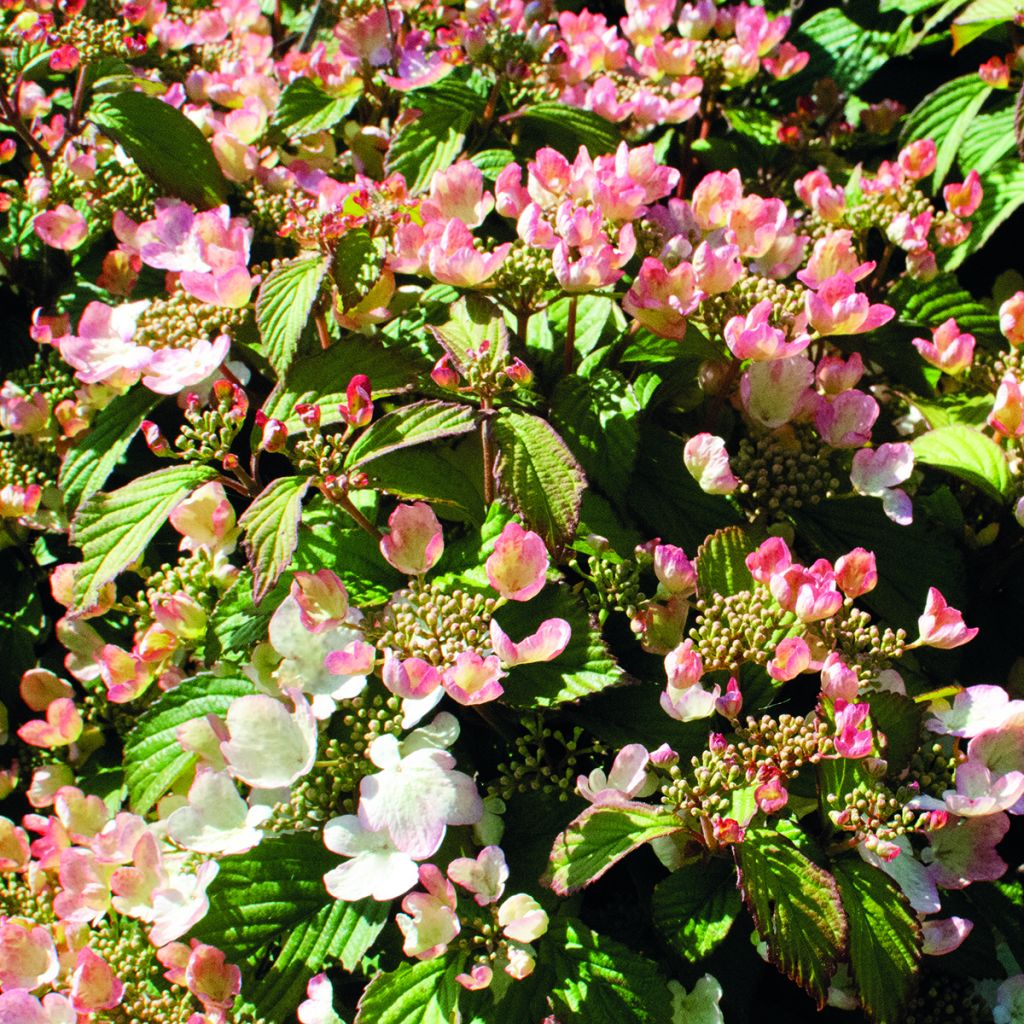 Viburnum plicatum Pinkimono - Japanse sneeuwbal