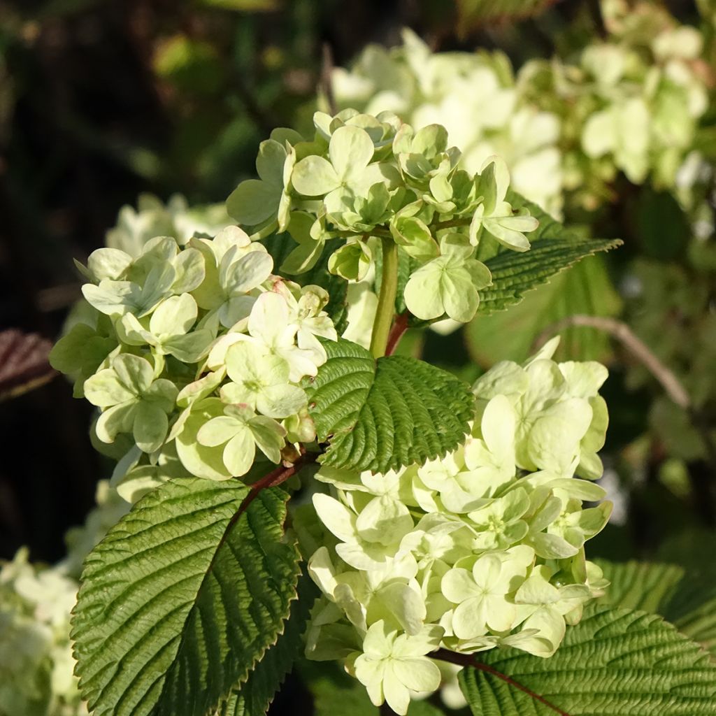 Viburnum plicatum Popcorn - Japanse sneeuwbal