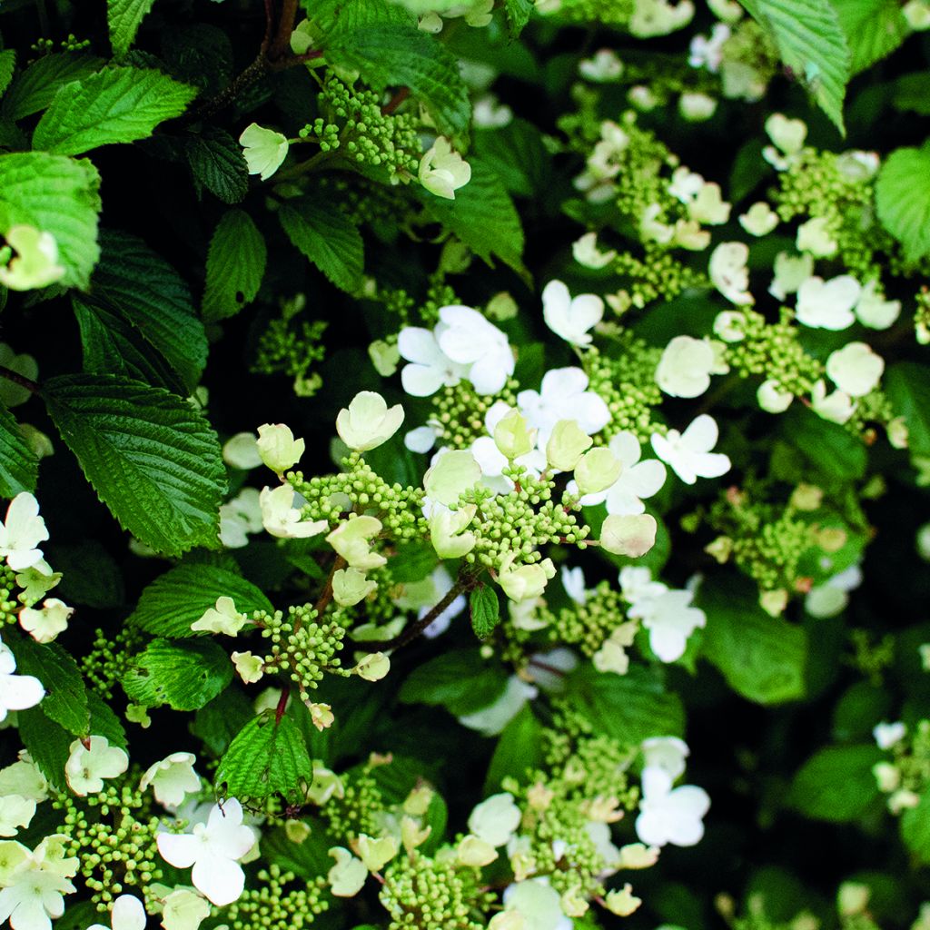 Viburnum plicatum Shirogami - Japanse sneeuwbal