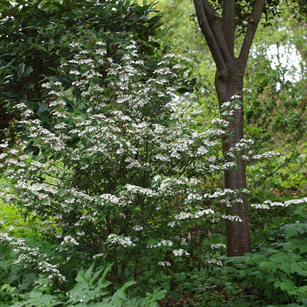 Viburnum plicatum Kilimanjaro Sunrise - Japanse sneeuwbal