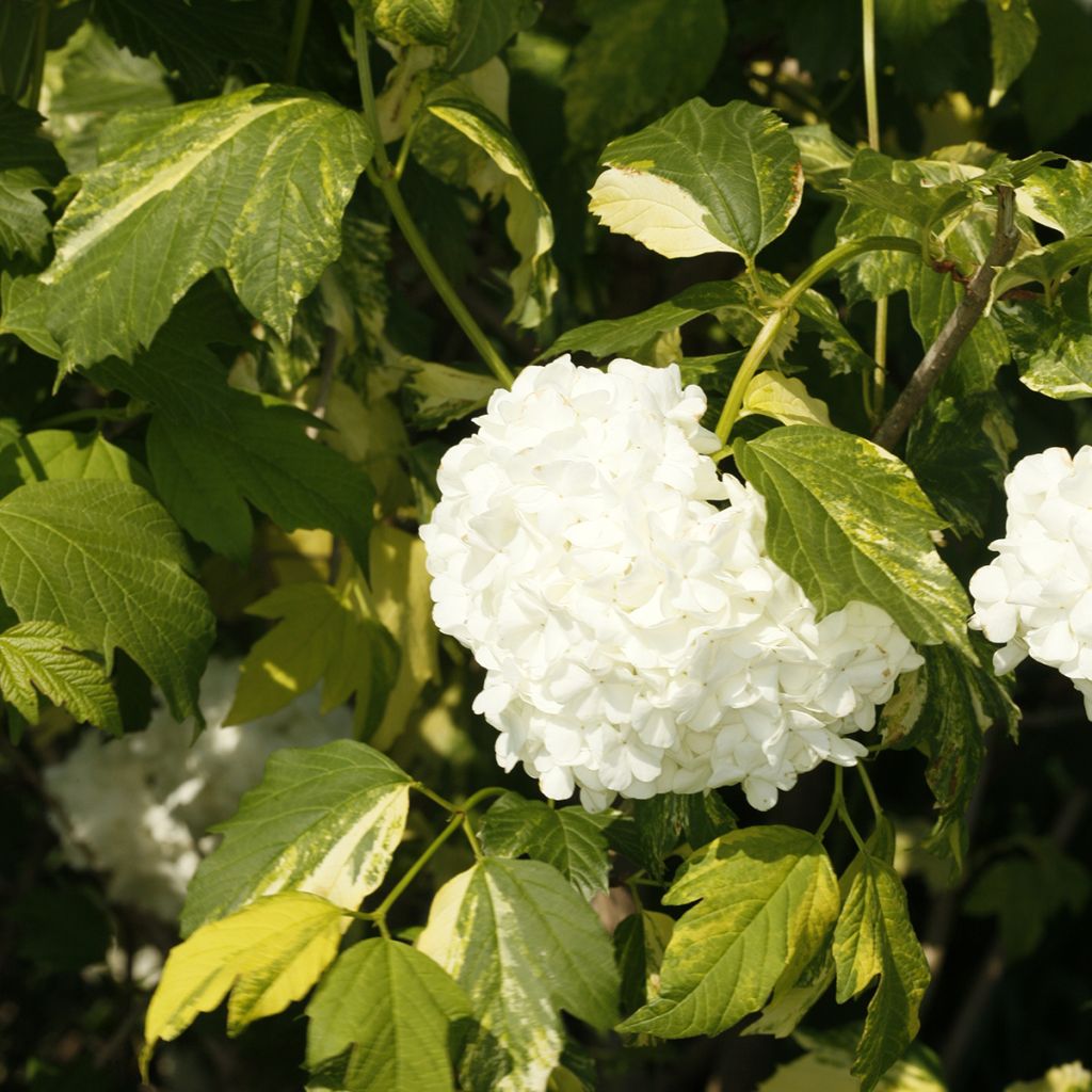 Viburnum opulus Pechcin - Gelderse roos
