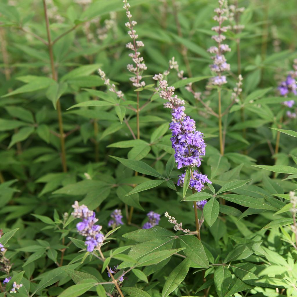 Vitex agnus-castus Queen Bee - Kuise boom