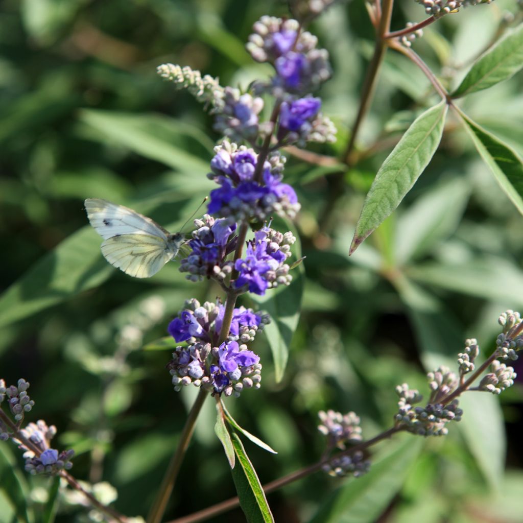 Vitex agnus-castus Queen Bee - Kuise boom