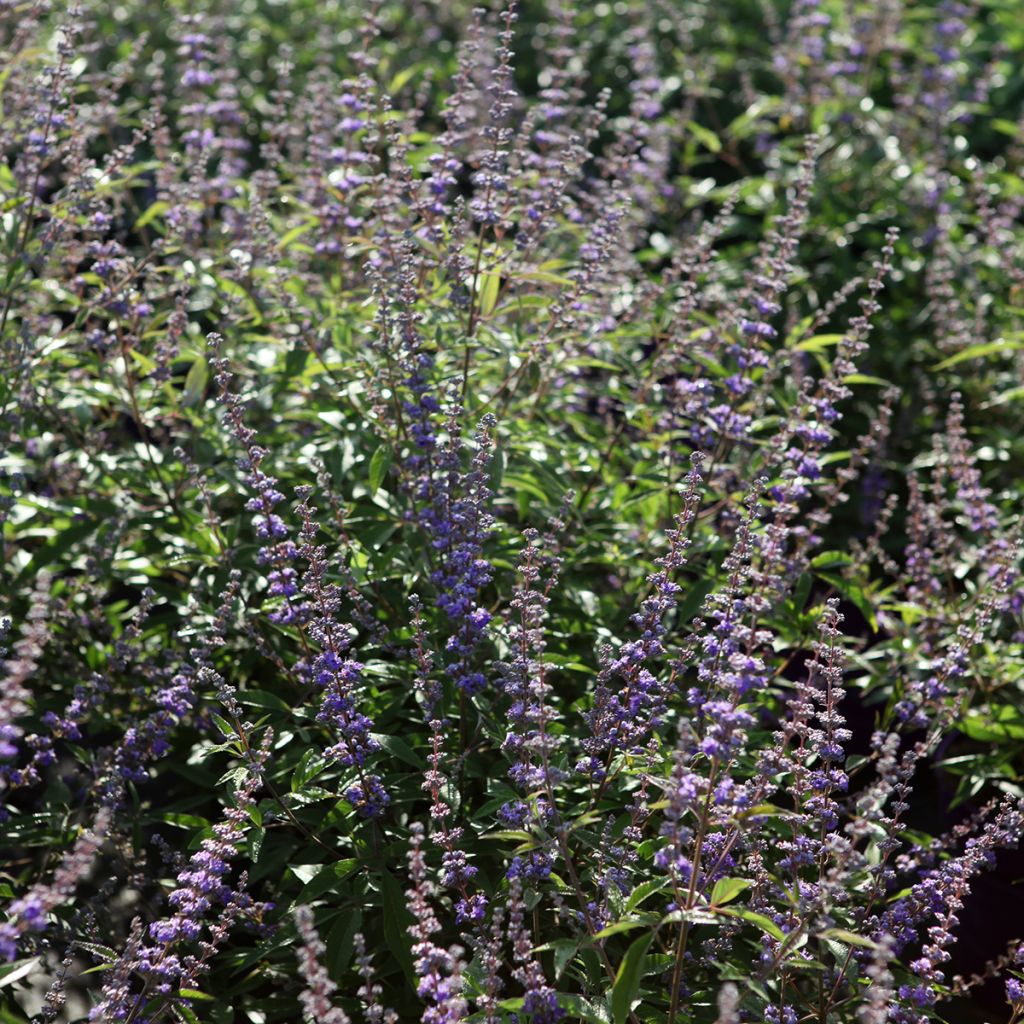 Vitex agnus-castus Queen Bee - Kuise boom