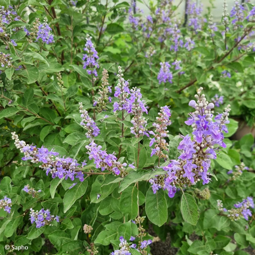 Vitex Chicagoland Blues - Kuise boom