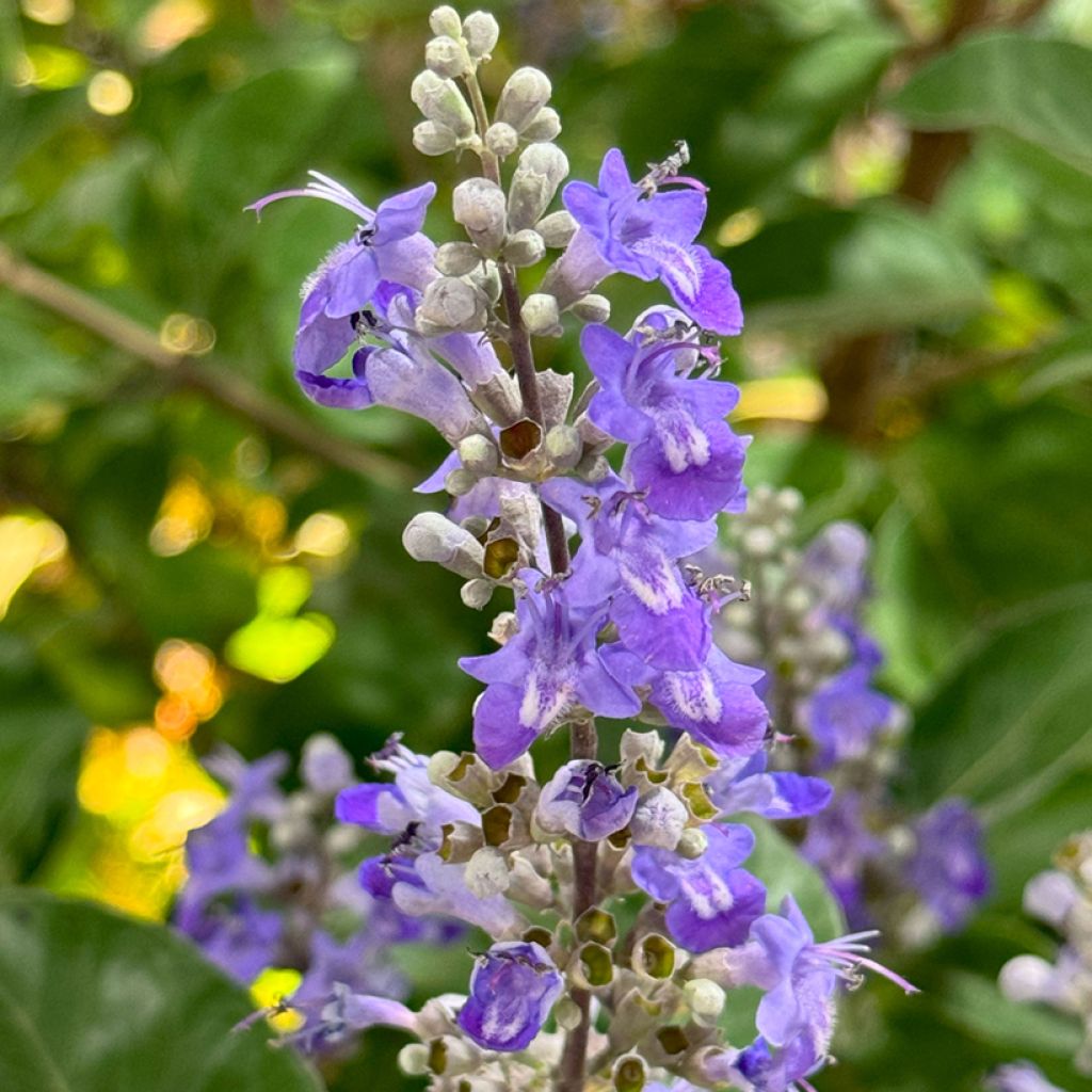 Vitex Chicagoland Blues - Kuise boom