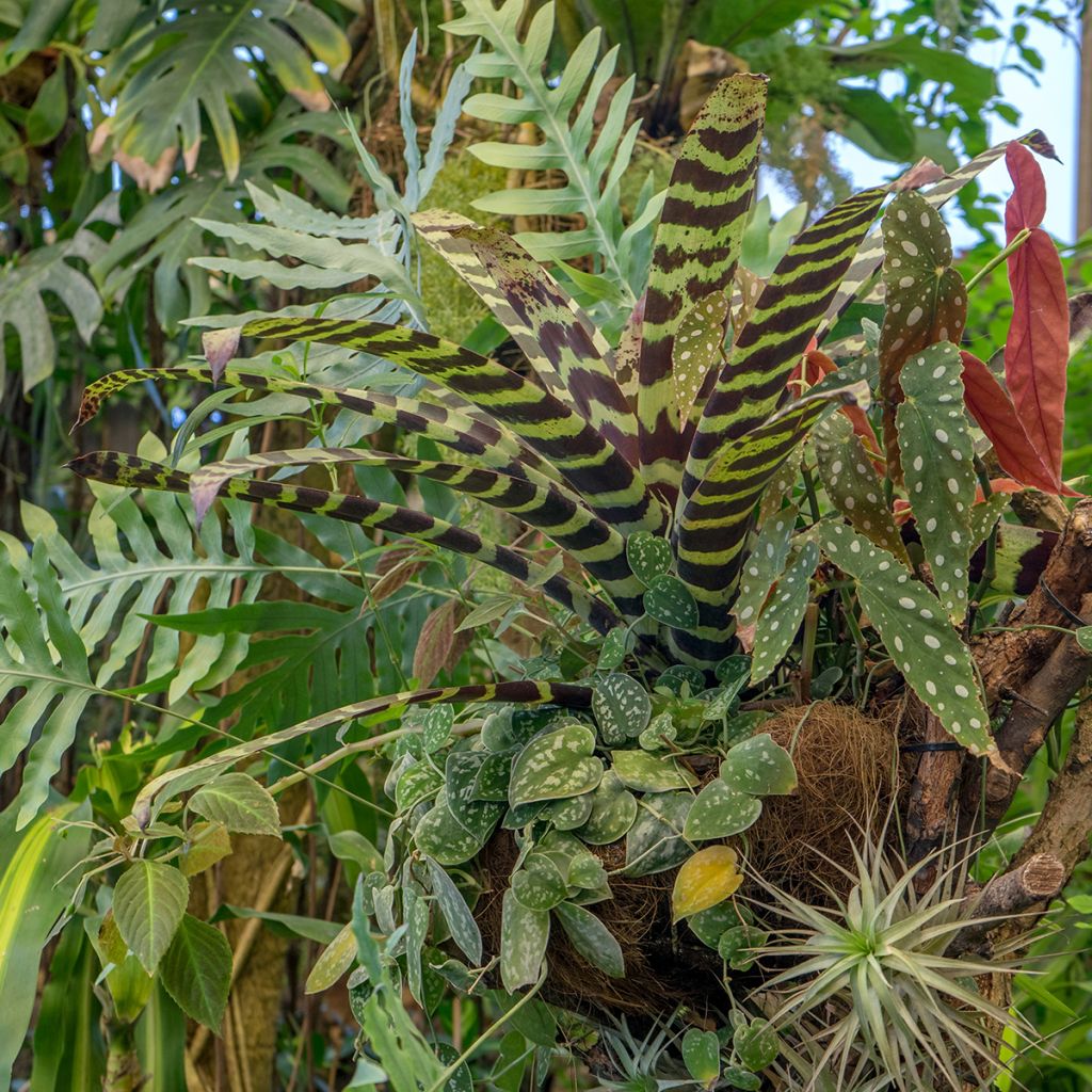 Vriesea Splendide - Vlammend zwaard