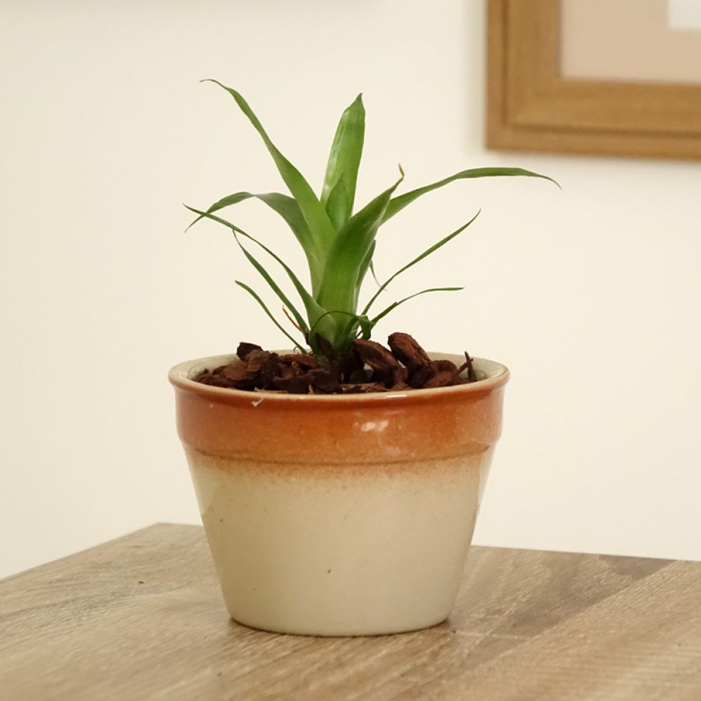 Vriesea Delphinus - Vlammend zwaard