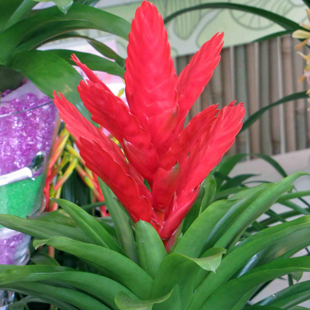 Vriesea Kallisto - Vlammend zwaard