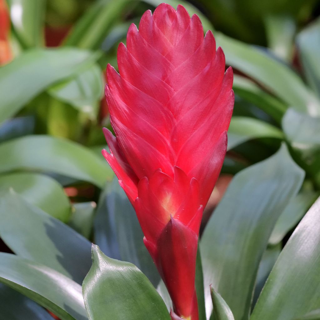 Vriesea Kallisto - Vlammend zwaard