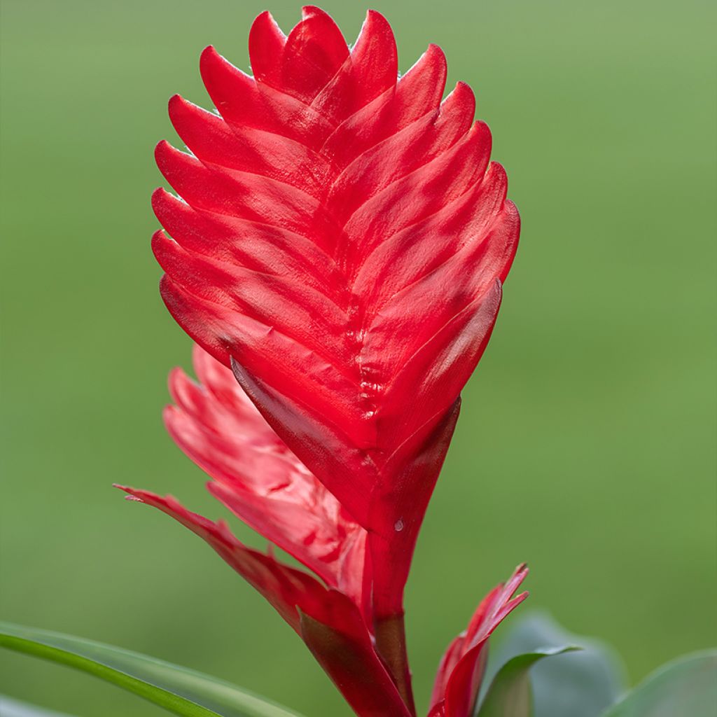 Vriesea Kallisto - Vlammend zwaard