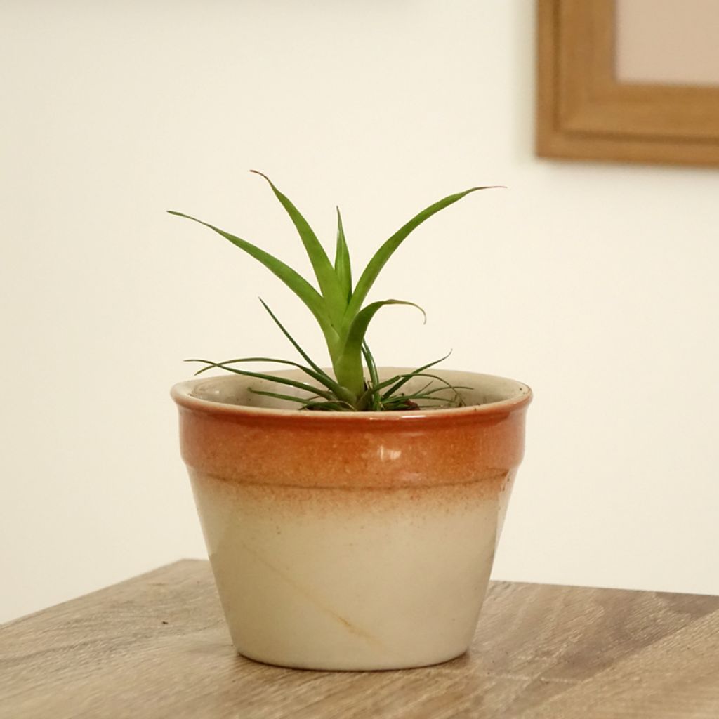 Vriesea Madonna - Vlammend zwaard