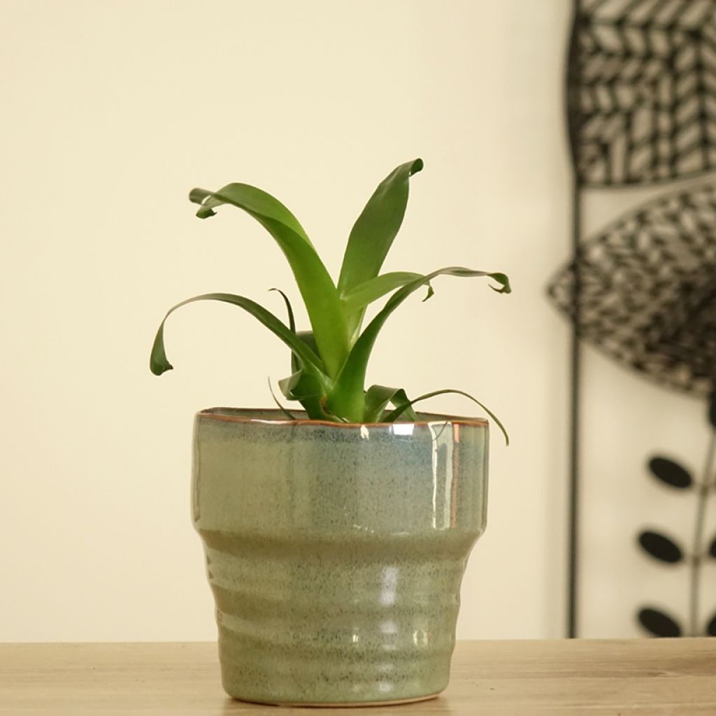 Vriesea Vogue - Vlammend zwaard