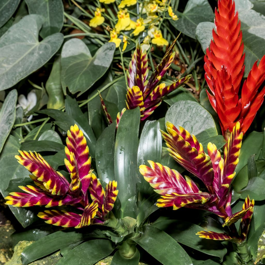 Vriesea Vogue - Vlammend zwaard