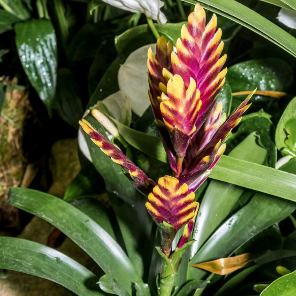 Vriesea Vogue - Vlammend zwaard