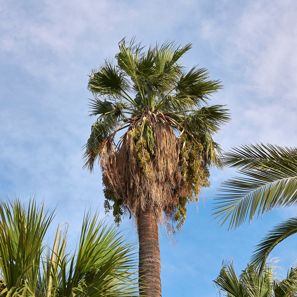 Washingtonia filifera (zaad) - Waaierpalm