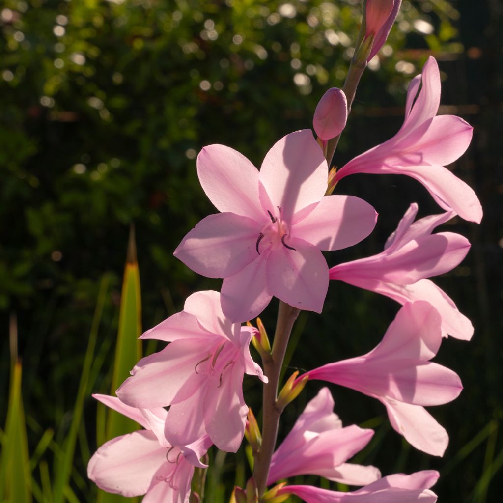 Watsonia borbonica - Watsonia