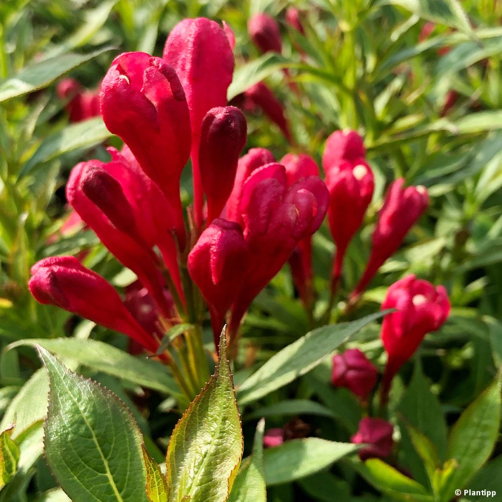 Weigelia Picobella Rosso