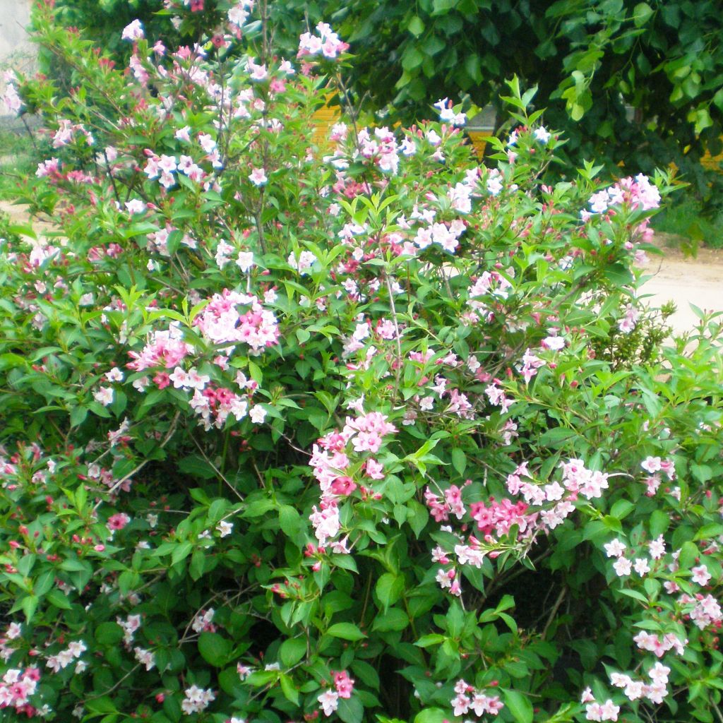 Weigelia florida Marjorie - Chinese weigelia