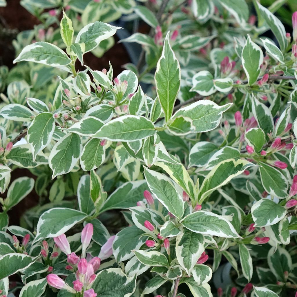 Weigelia florida Variegata