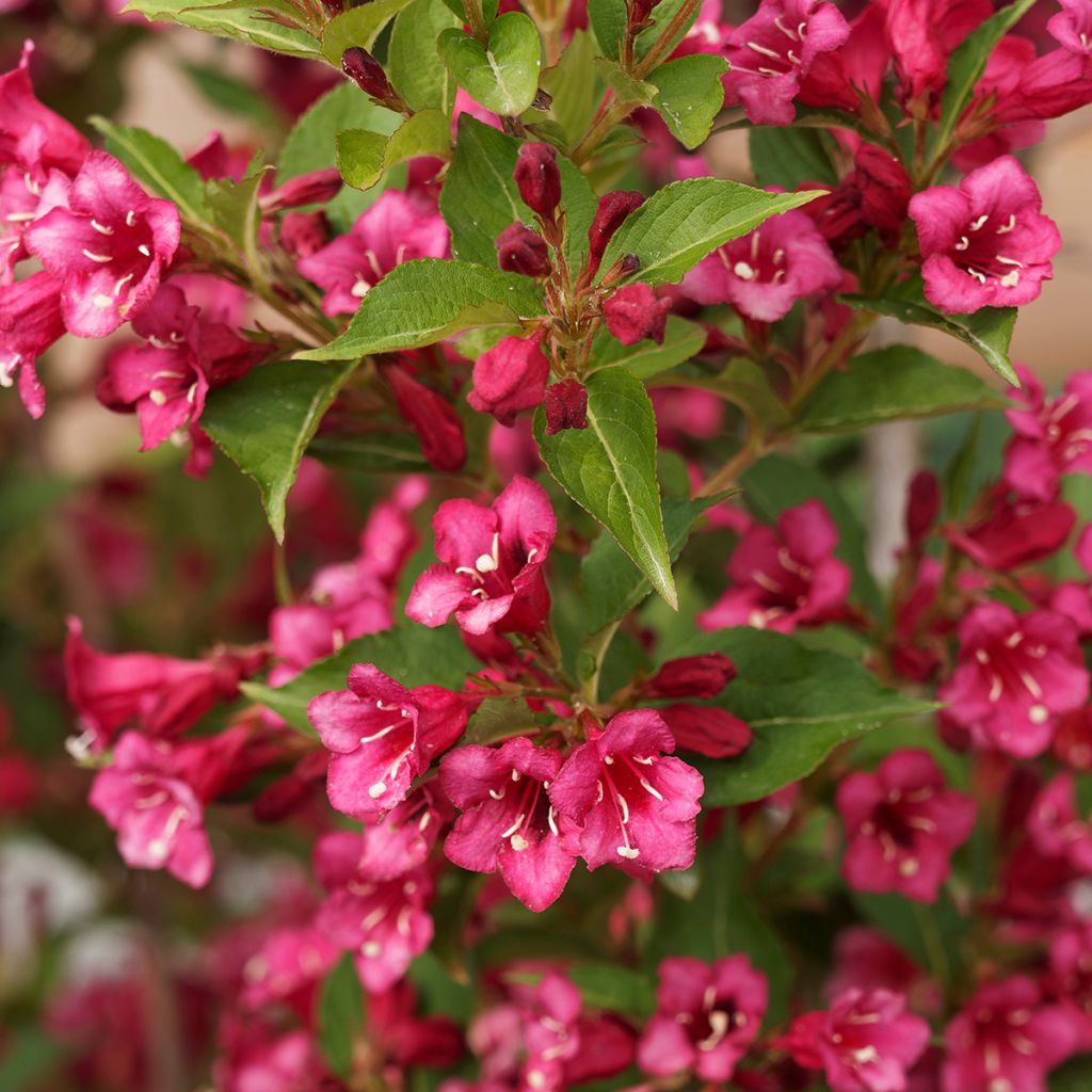 Weigelia florida Big Love