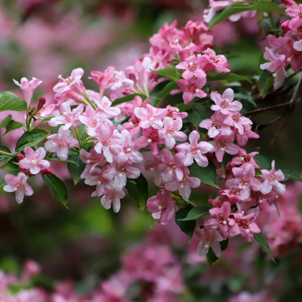 Weigelia florida Rosea