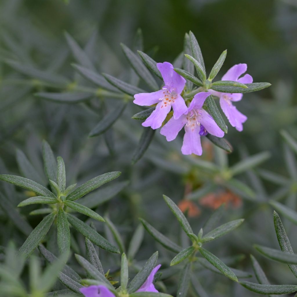 Westringia glabra - Australische rozemarijn