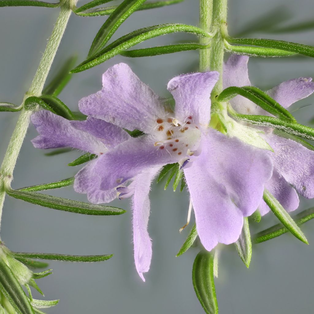 Westringia glabra - Australische rozemarijn