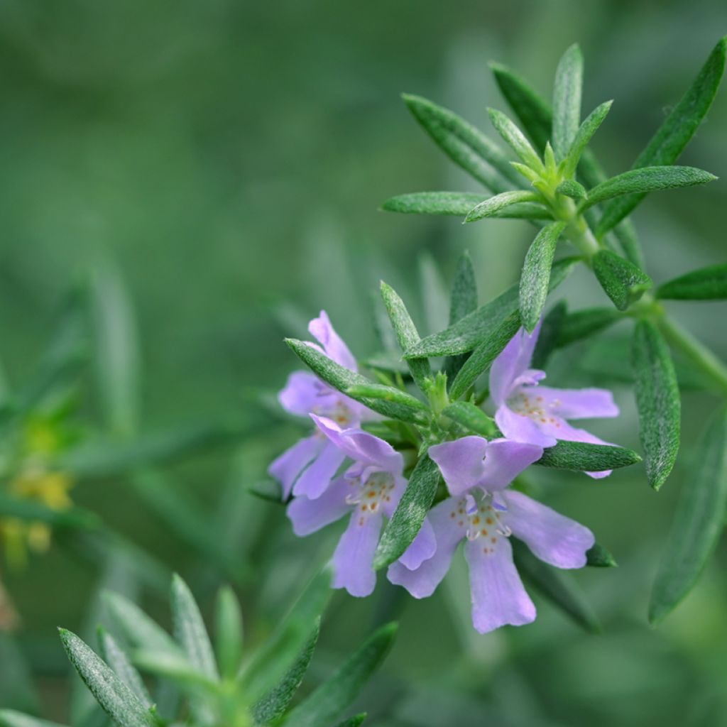 Westringia glabra - Australische rozemarijn