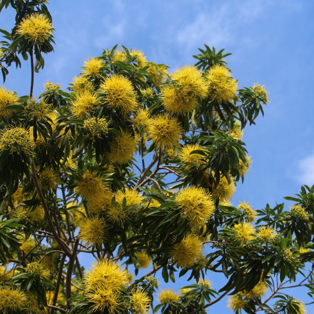 Xanthostemon chrysanthus