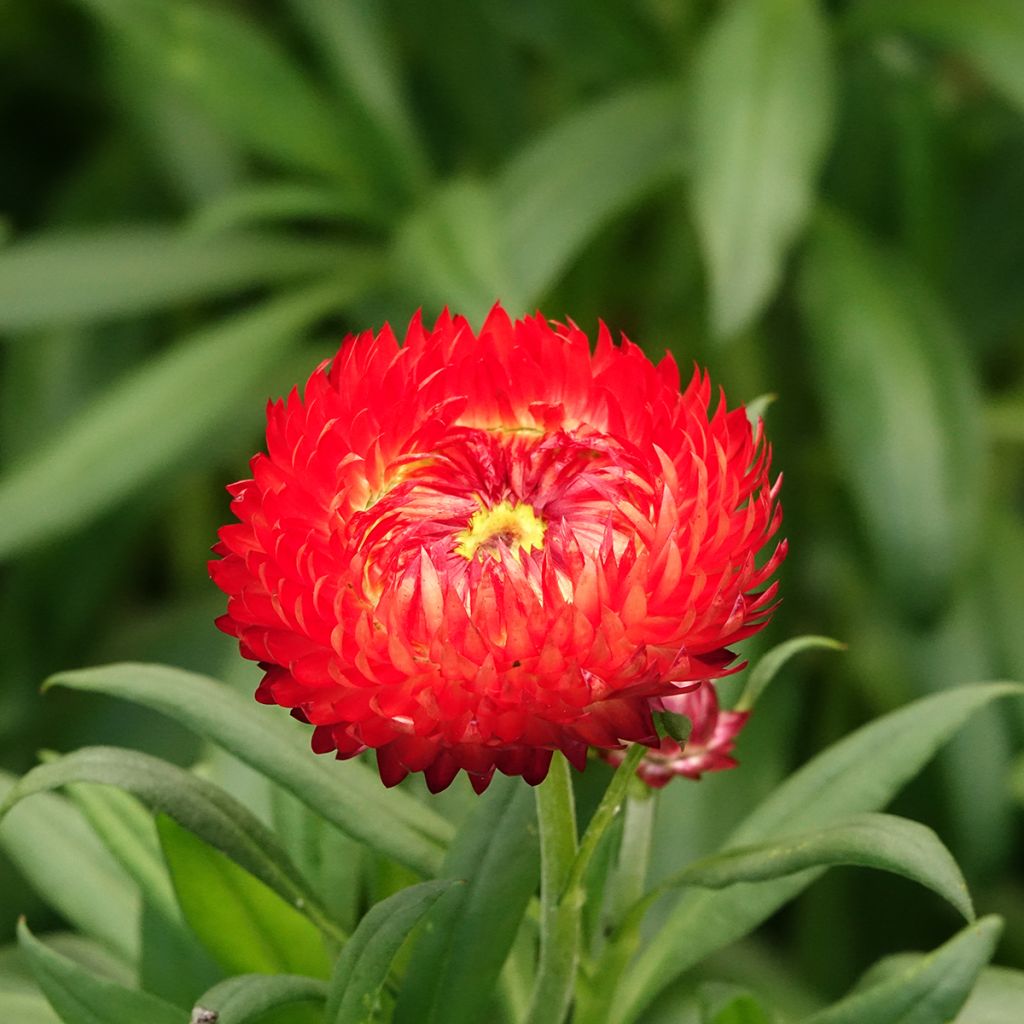 Strobloem Granvia Red Flame - Xerochrysum
