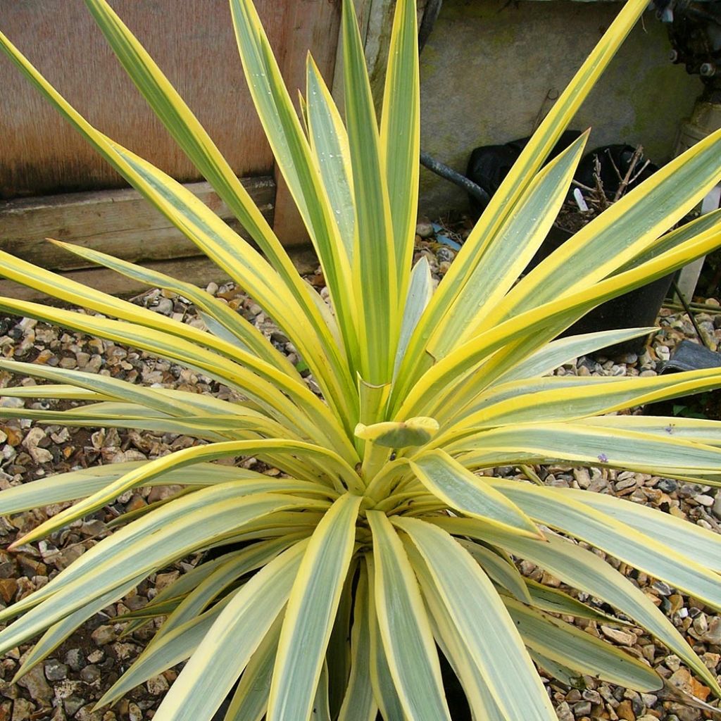 Yucca recurvifolia Bright Star Walbristar - Palmlelie