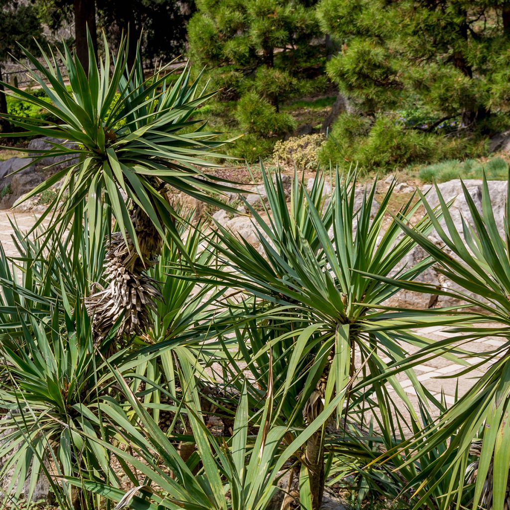 Yucca elephantipes - Yucca pied d'éléphant 