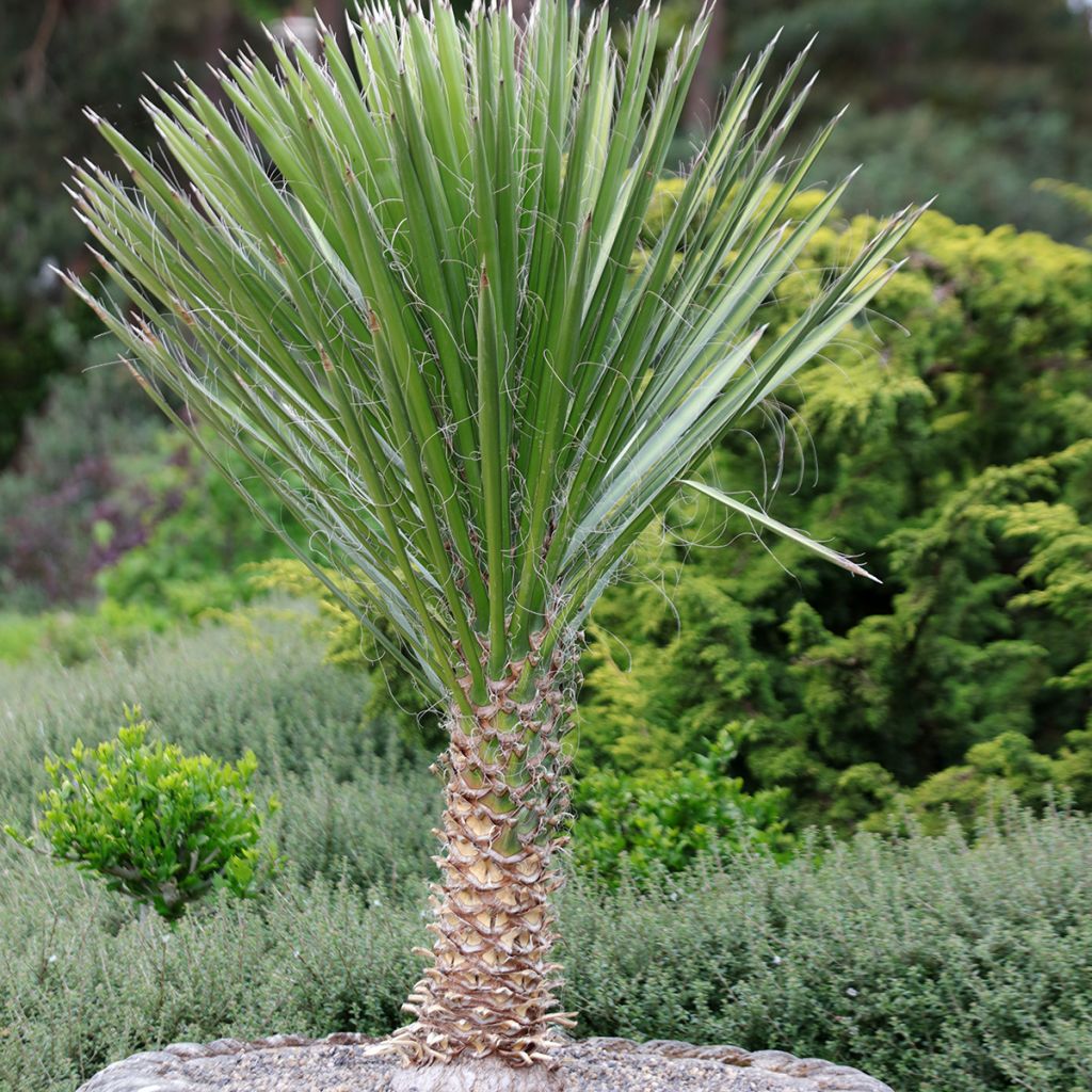 Yucca filamentosa - Palmlelie