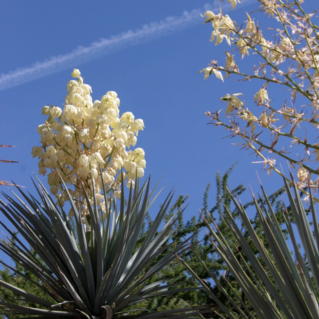 Yucca rigida Blue Sentry - Yucca sentinelle bleue