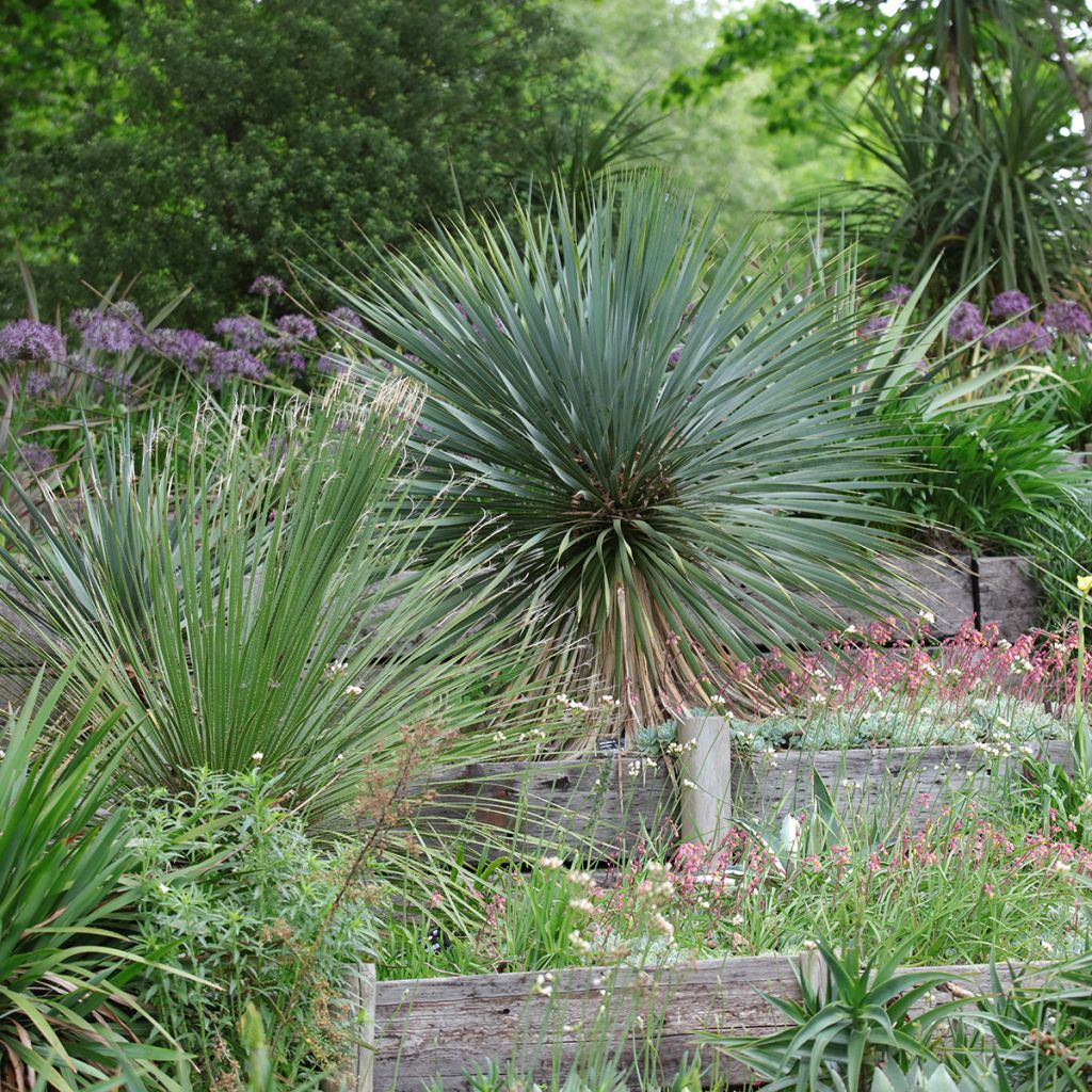 Yucca rostrata - Palmlelie
