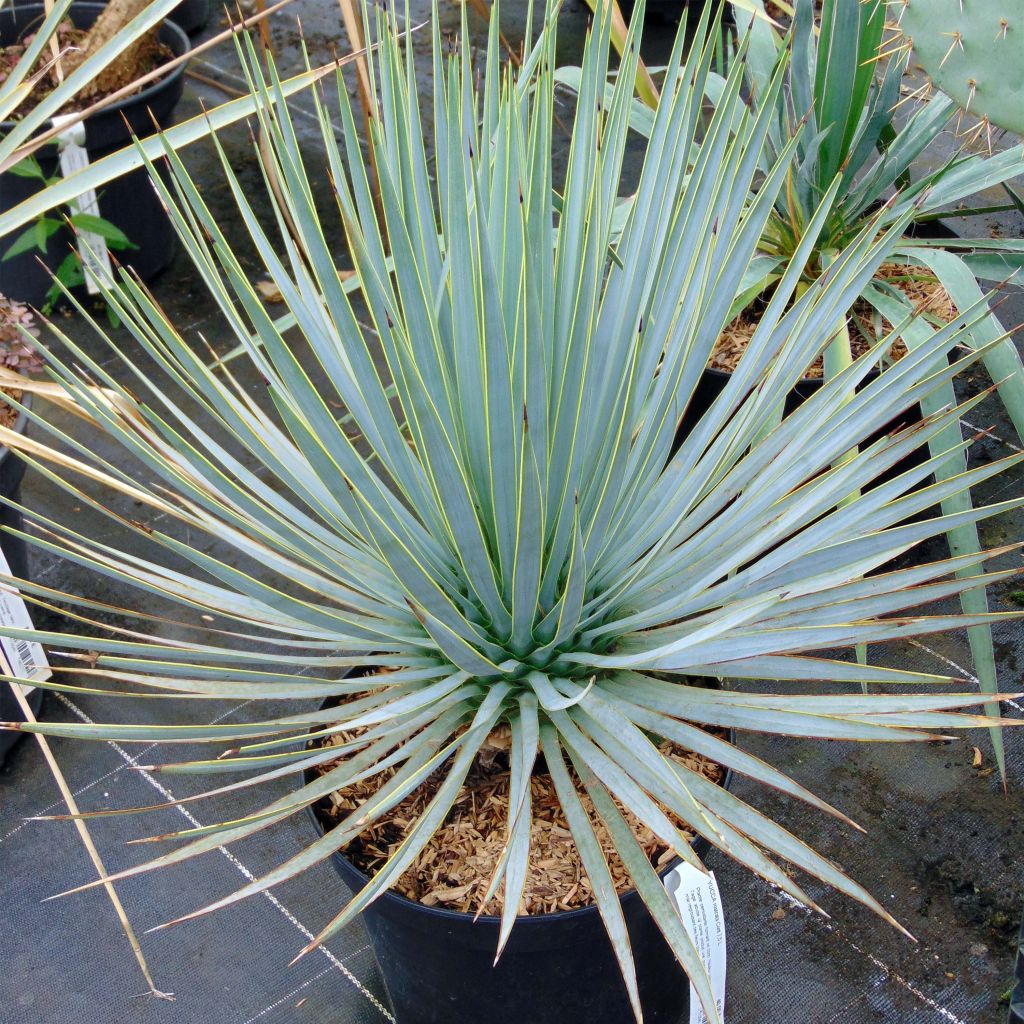 Yucca rostrata - Palmlelie
