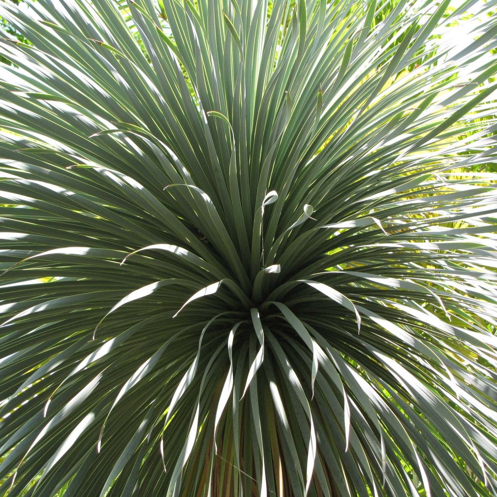 Yucca rostrata - Palmlelie