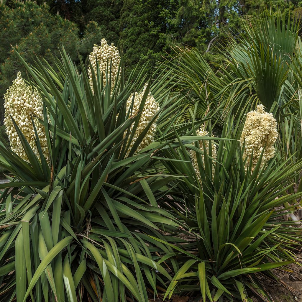 Yucca gloriosa - Palmlelie